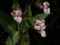 Impatiens glandulifera 13, Reuzenbalsemien, Saxifraga-Jan van der Straaten