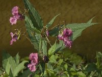 Impatiens glandulifera 14, Reuzenbalsemien, Saxifraga-Jan van der Straaten