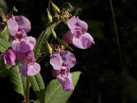 Impatiens glandulifera 16, Reuzenbalsemien, Saxifraga-Jan van der Straaten