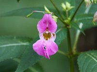 Impatiens glandulifera 18, Reuzenbalsemien, Saxifaga-Bart Vastenhouw