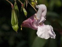 Impatiens glandulifera 2, Reuzenbalsemien, Saxifraga-Jan van der Straaten