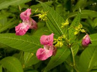 Impatiens glandulifera 21, Reuzenbalsemien, Saxifraga-Ab H Baas