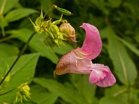 Impatiens glandulifera 23, Reuzenbalsemien, Saxifraga-Ab H Baas