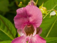 Impatiens glandulifera 24, Reuzenbalsemien, Saxifraga-Ab H Baas