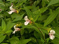 Impatiens glandulifera 25, Reuzenbalsemien, Saxifraga-Ab H Baas