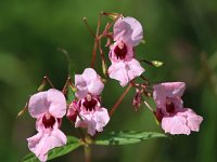 Impatiens glandulifera 28, Reuzenbalsemien, Saxifraga-Bart Vastenhouw