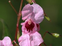 Impatiens glandulifera 30, Reuzenbalsemien, Saxifraga-Bart Vastenhouw