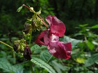 Impatiens glandulifera 32, Reuzenbalsemien, Saxifraga-Ed Stikvoort