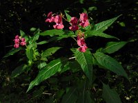 Impatiens glandulifera 33, Reuzenbalsemien, Saxifraga-Ed Stikvoort