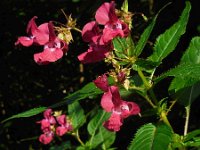 Impatiens glandulifera 34, Reuzenbalsemien, Saxifraga-Ed Stikvoort