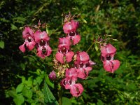 Impatiens glandulifera 35, Reuzenbalsemien, Saxifraga-Ed Stikvoort