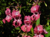 Impatiens glandulifera 38, Reuzenbalsemien, Saxifraga-Ed Stikvoort