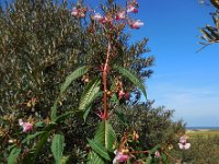 Impatiens glandulifera 40, Reuzenbalsemien Saxifraga-Ed Stikvoort