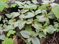 Impatiens glandulifera 42, Reuzenbalsemien, Saxifraga-Rutger Barendse