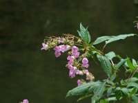 Impatiens glandulifera 45, Reuzenbalsemien, Saxifraga-Ditk Hilbers