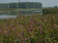 Impatiens glandulifera 46, Reuzenbalsemien, Saxifraga-Jan van der Straaten