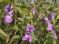 Impatiens glandulifera 48, Reuzenbalsemien, Saxifraga-Willem van Kruijsbergen