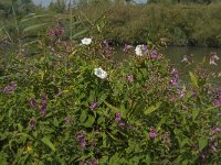 Impatiens glandulifera 54, Reuzenbalsemien, Saxifraga-Jan van der Straaten