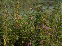 Impatiens glandulifera 55, Reuzenbalsemien, Saxifraga-Jan van der Straaten