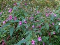 Impatiens glandulifera 59, Reuzenbalsemien, Saxifraga-Ed Stikvoort