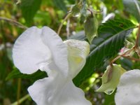 Impatiens glandulifera 60, Reuzenbalsemien, Saxifraga-Rutger Barendse