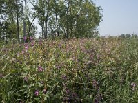 Impatiens glandulifera 61, Reuzenbalsemien, Saxifraga-Jan van der Straaten