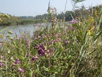 Impatiens glandulifera 62, Reuzenbalsemien, Saxifraga-Jan van der Straaten