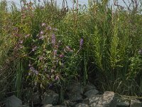 Impatiens glandulifera 66, Reuzenbalsemien, Saxifraga-Jan van der Straaten