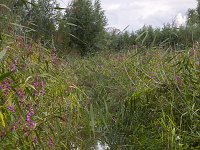 Flooded foot paths in Biesbosch Natioanl Park, Netherlands  Flooded foot paths in Biesbosch Natioanl Park, Netherlands : Biesbosch, Europe, European, fooded, foot path, Holland, national park, natural'nature reserve, nature, Netherlands, NP, reed, South Holland, track, trees