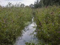 Flowering Himalayan Balsam (Impatiens gladulifera) and reed along ditch, Biesbosch National Park; Netherlands  Flowering Himalayan Balsam (Impatiens gladulifera) and reed along ditch, Biesbosch National Park; Netherlands : Biesbosch, Dutch, Europe, European, flora, floral, Himalayan Balsam, Holland, Impatiens glandulifera, National Park, natural, nature, Netherlands, NP, Ornamental jewelweed, path, rural landscape, summer, summertime, track, tree, ditch, reed, water