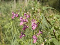 Pink flowers and seeds of Himalayan Balsam  Impatiens glandulifera : flora, floral, flower, Himalayan Balsam, pink, plant, seed, summer, Impatiens, Impatiens glandulifera, many, natural, nature, vascular