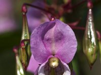 Impatiens glandulifera 77, Reuzenbalsemien, Saxifraga-Roel Meijer  Flower and seed pods of Himalayan Balsam (Impatiens glandulifera) : Himalayan Balsam, close-up, close up, closeup, flora, floral, flower, Impatiens, Impatiens glandulifera, macro, natural, nature, pink, plant, seed pod, seeds, vascular plant