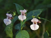 Impatiens glandulifera 80, Reuzenbalsemien, Saxifraga-Tom Heijnen