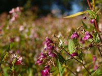 Impatiens glandulifera 9, Reuzenbalsemien, Saxifraga-Rudmer Zwerver