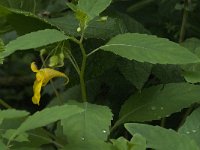 Impatiens noli-tangere 14, Groot springzaad, Saxifraga-Jan van der Straaten