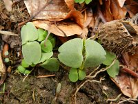 Impatiens noli-tangere 18, Groot springzaad, Saxifraga-Rutger Barendse