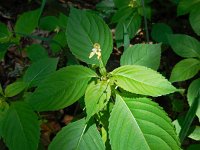 Impatiens parviflora 10, Klein springzaad, Saxifraga-Ed Stikvoort