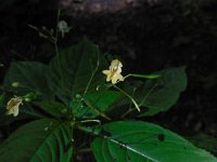 Impatiens parviflora 12, Klein springzaad, Saxifraga-Ed Stikvoort