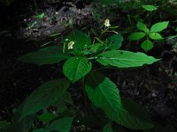 Impatiens parviflora 14, Klein springzaad, Saxifraga-Ed Stikvoort