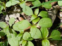 Impatiens parviflora 16, Klein springzaad, Saxifraga-Rutger Barendse