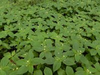 Impatiens parviflora 17, Klein springzaad, Saxifraga-Ed Stikvoort