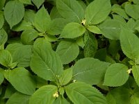 Impatiens parviflora 18, Klein springzaad, Saxifraga-Ed Stikvoort