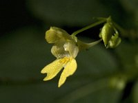 Impatiens parviflora 2, Klein springzaad, Saxifraga-Jan van der Straaten