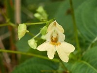 Impatiens parviflora 7, Klein springzaad, Saxifraga-Ab H Baas