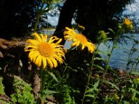 Inula britannica 17, Engelse alant, Saxifraga-Ed Stikvoort