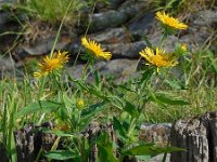 Inula britannica 18, Engelse alant, Saxifraga-Ed Stikvoort