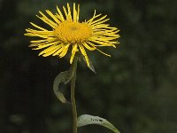 Inula britannica 2, Engelse alant, Saxifraga-Jan van der Straaten