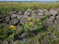 Inula britannica 24, Engelse alant, Saxifraga-Ed Stikvoort