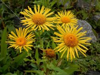 Inula britannica 29, Engelse alant, Saxifraga-Ed Stikvoort : Beuningerwaard