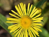 Inula britannica 33, Engelse alant, Saxifraga-Sonja Bouwman  793. Engelse alant - Inula britannica - Asteraceae familie (i) Tull en 't Waal